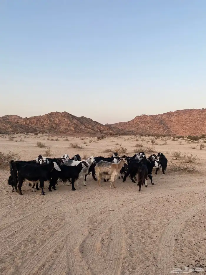 معزا للبيع 0