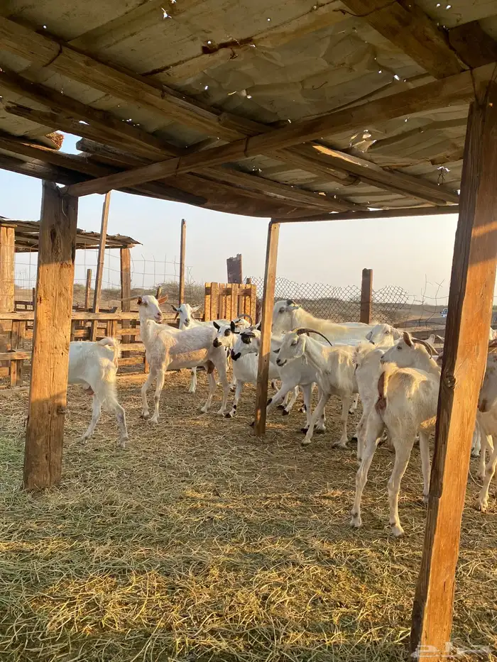 للبيع معزا بيشيات بالفحل دفيع ومضاريع 10