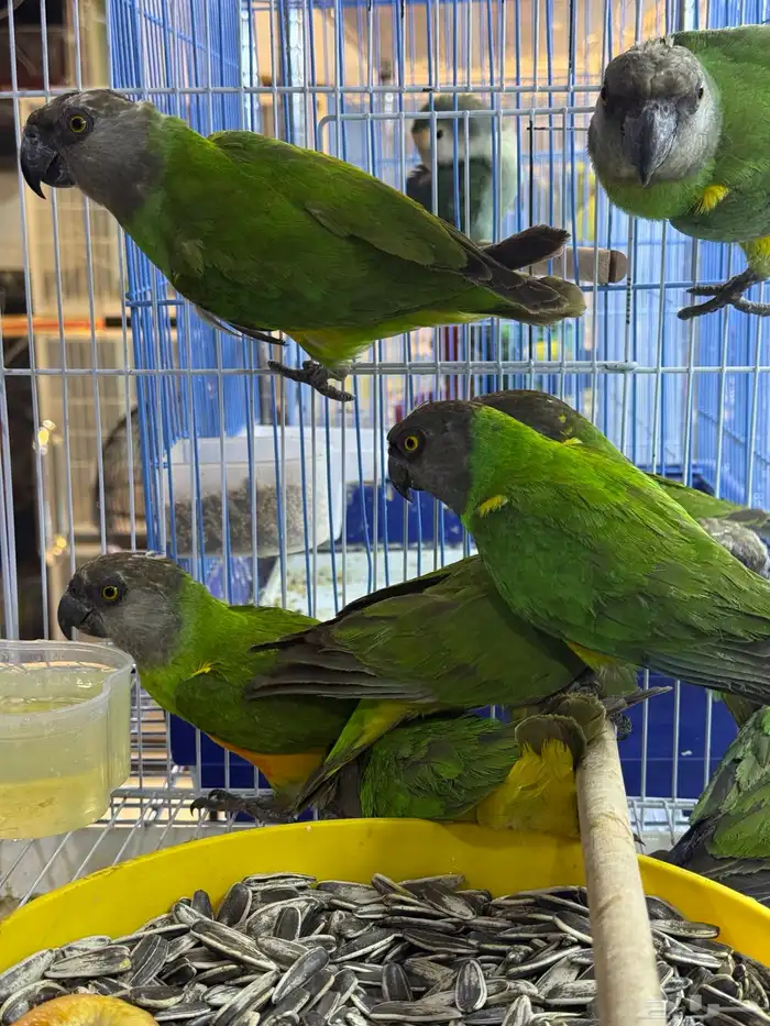 سنقالي - يويو 1