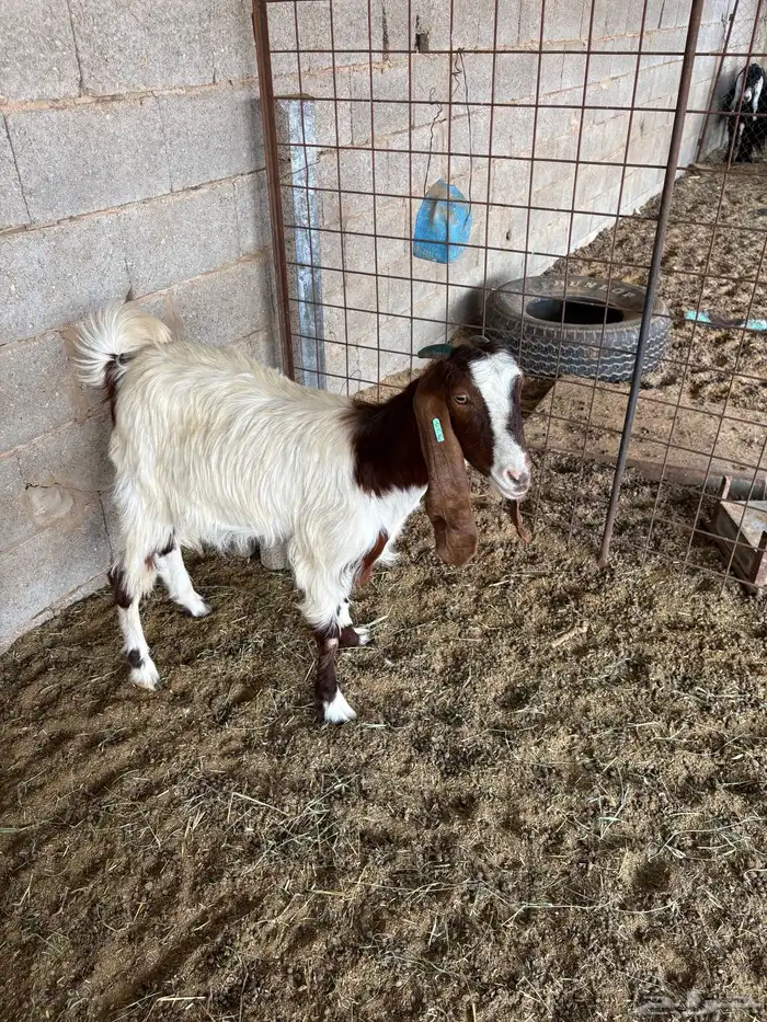 معزا مضاريع 3