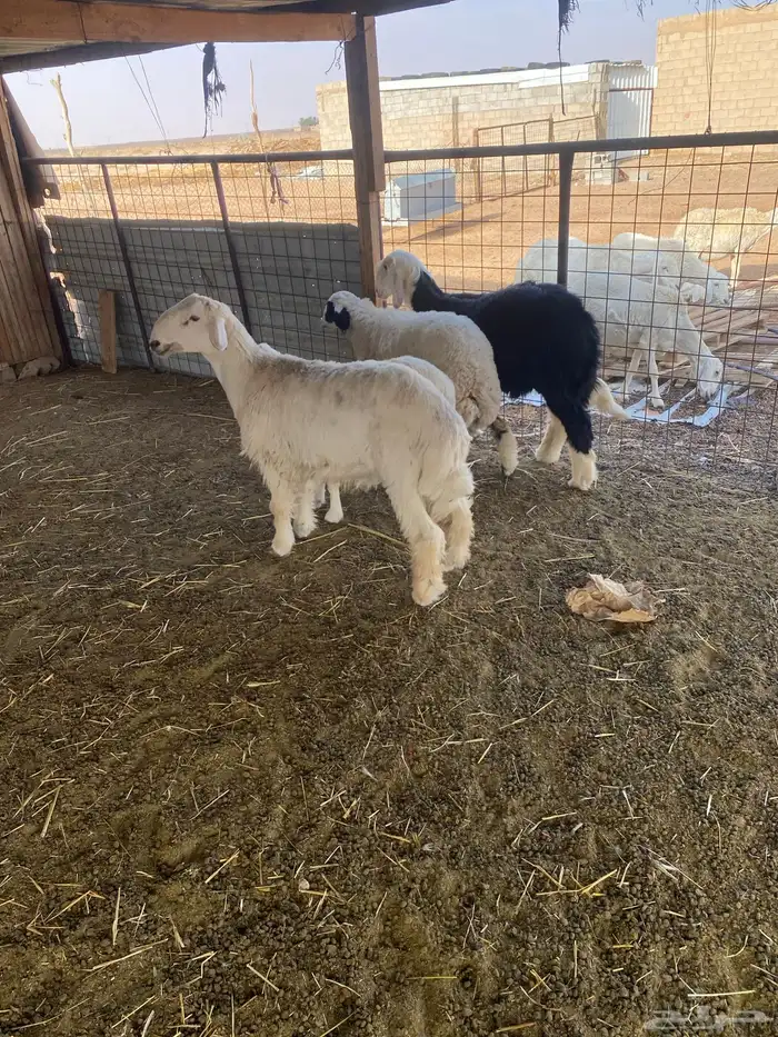 ثلاث خرفان ورخل 0