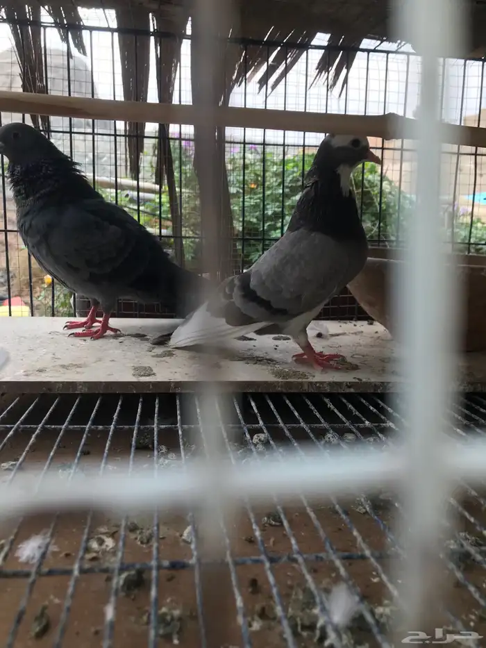 صنعاني اصيل شيبه صوت ناعم وحجم صغير 10