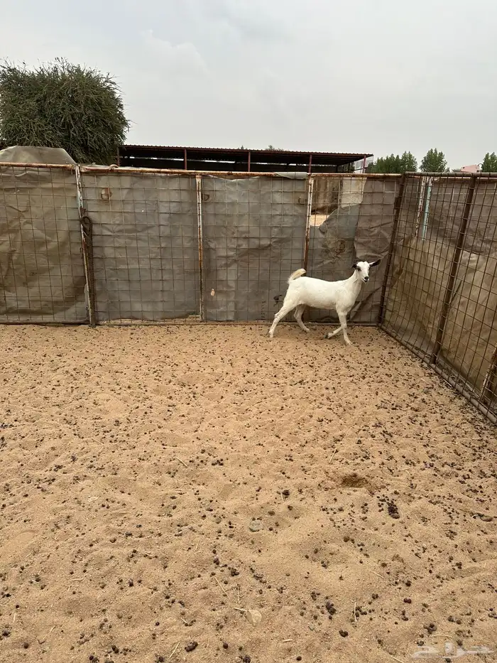 جفره بيشي العمر 4 شهور 1