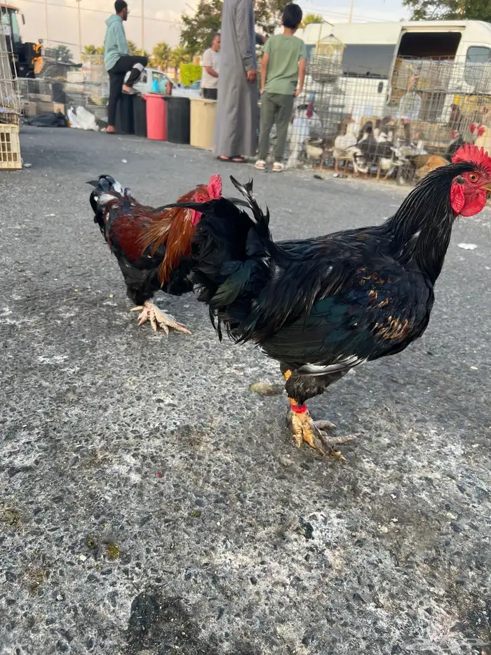 ديك   ديكه مهجن باكستاني للبيع 1