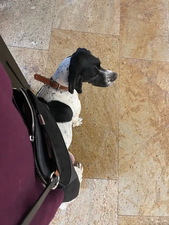 كلب مفقود جائزة 500 ريال 2