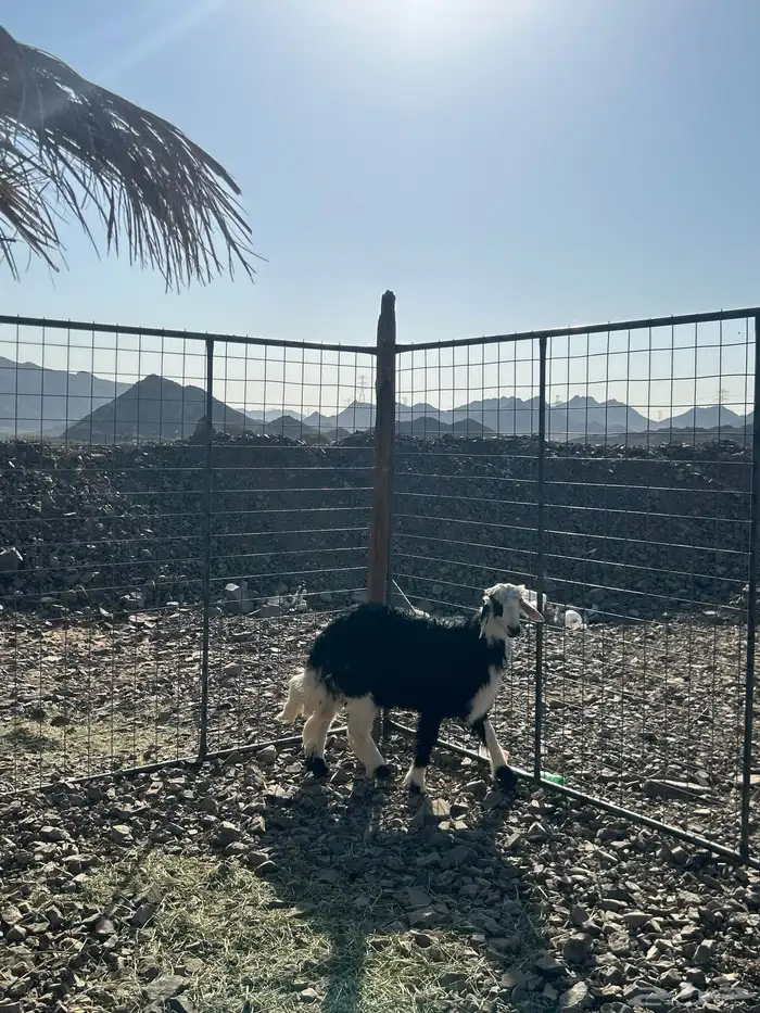 للبيع طلي نجدي جذع 1