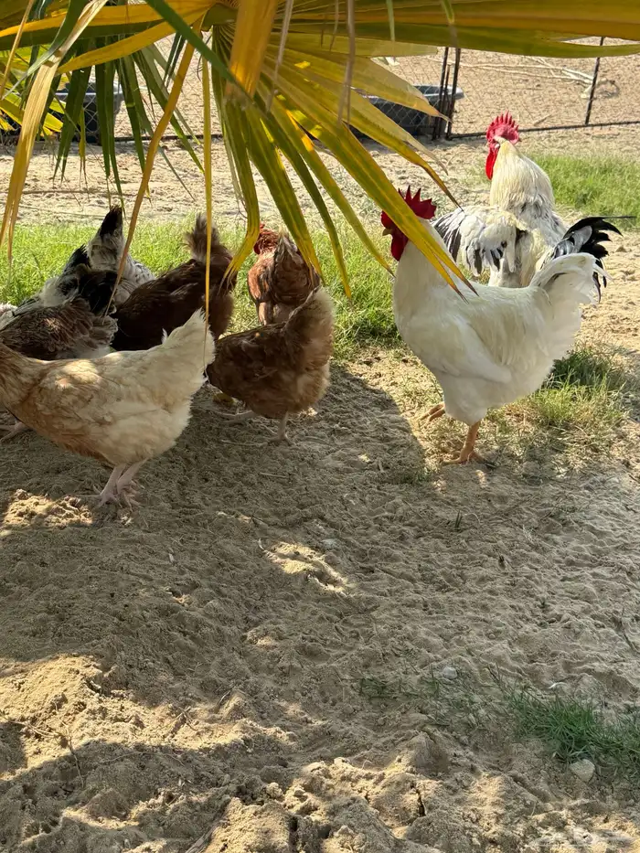 أطباق بيض تفقيس (تركي-كلومبي-فرنسي) 8