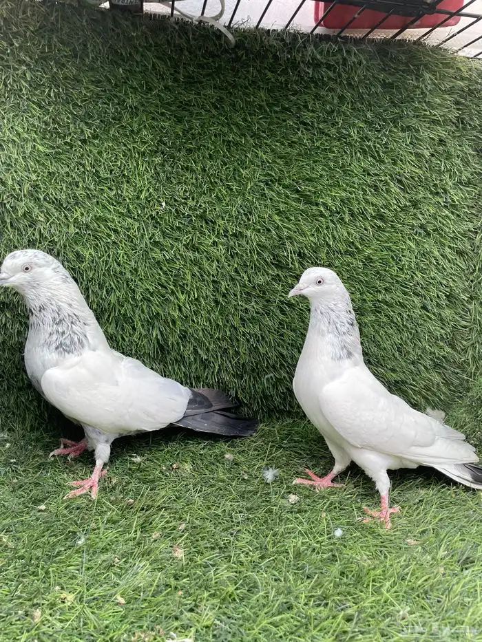 حمام باكستاني 7