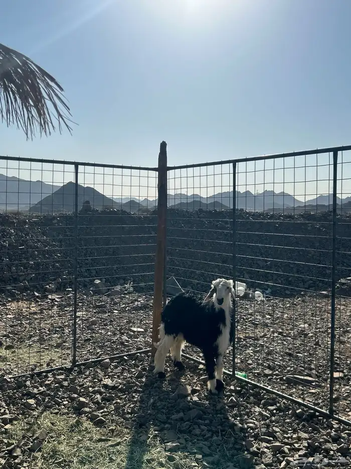 للبيع طلي نجدي جذع 2