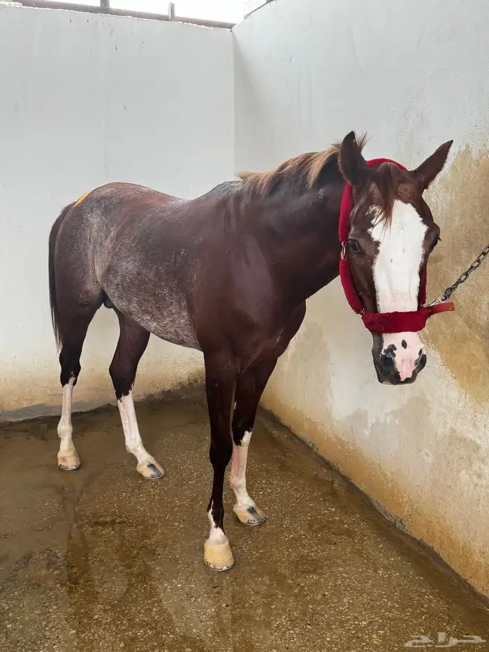 حصان واهو ركوب 0