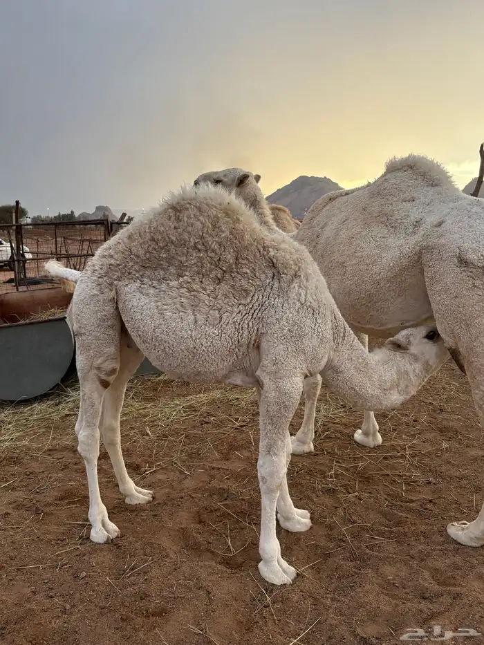 حاشي للبيع 2