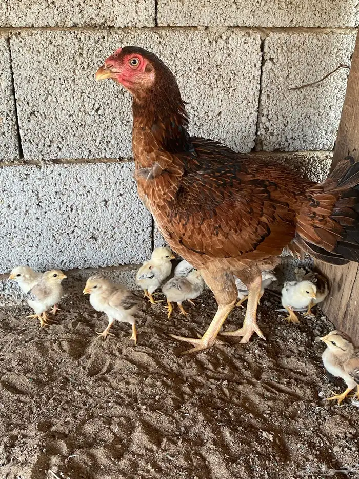 ديك فارسي العمر ودجاجه باكستانيه معاها 4