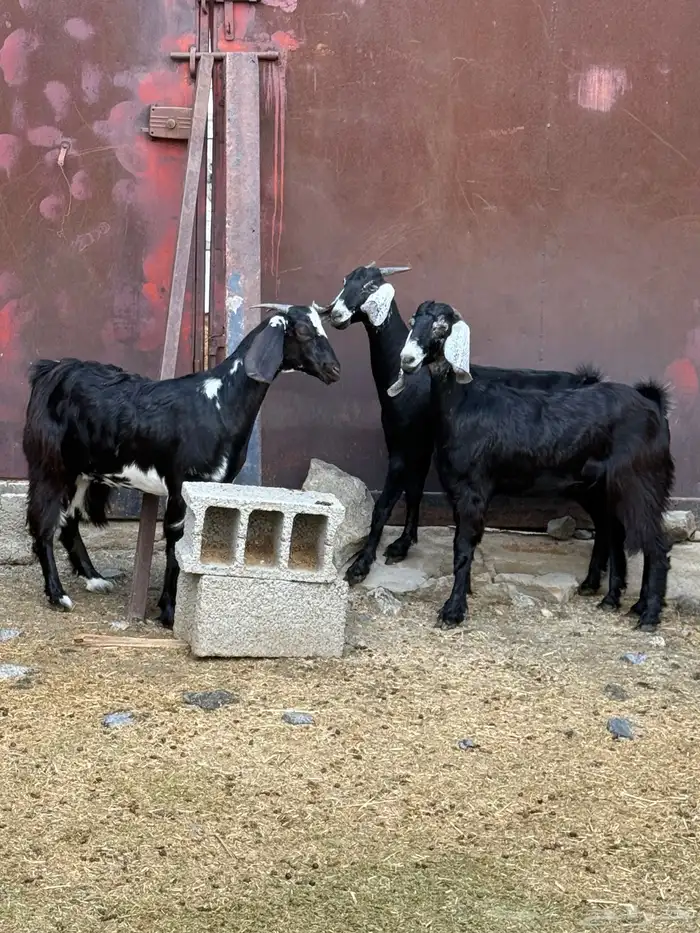 جفار من حلالي نظيفه 13