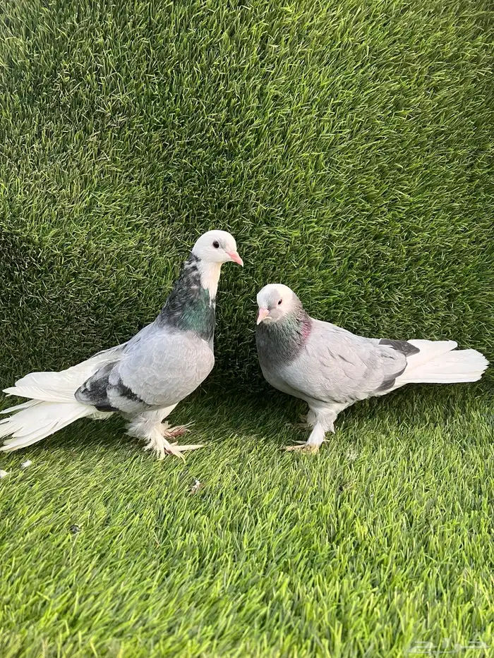 حمام تركي جوز 1