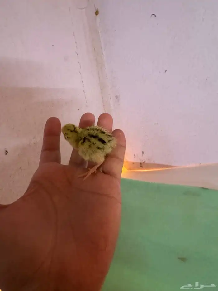 صوص صيصان سمان فري مريعي 5