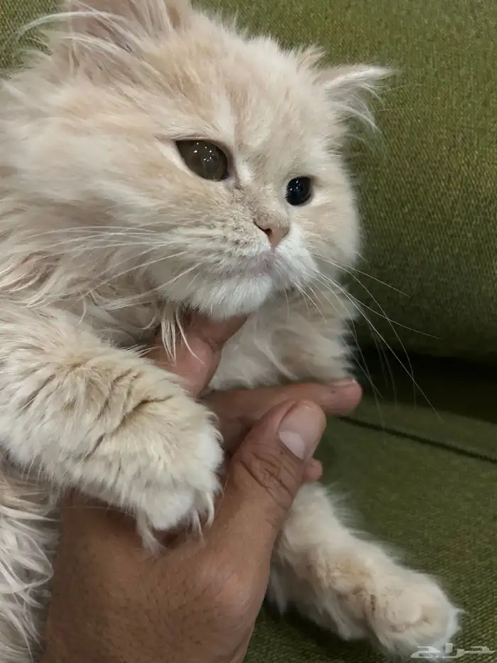 قطة نادرة شيرازي امريكي 1