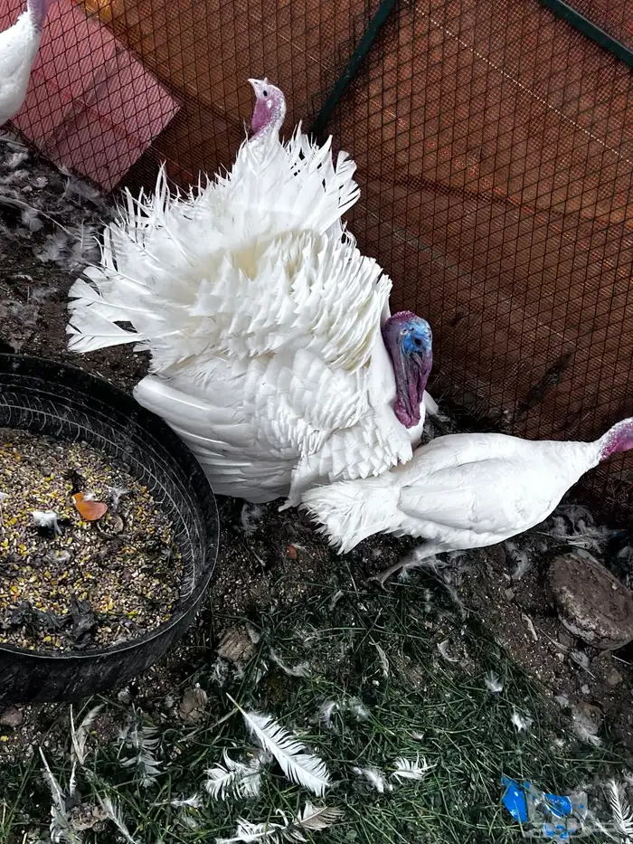 رومي للبيع 1