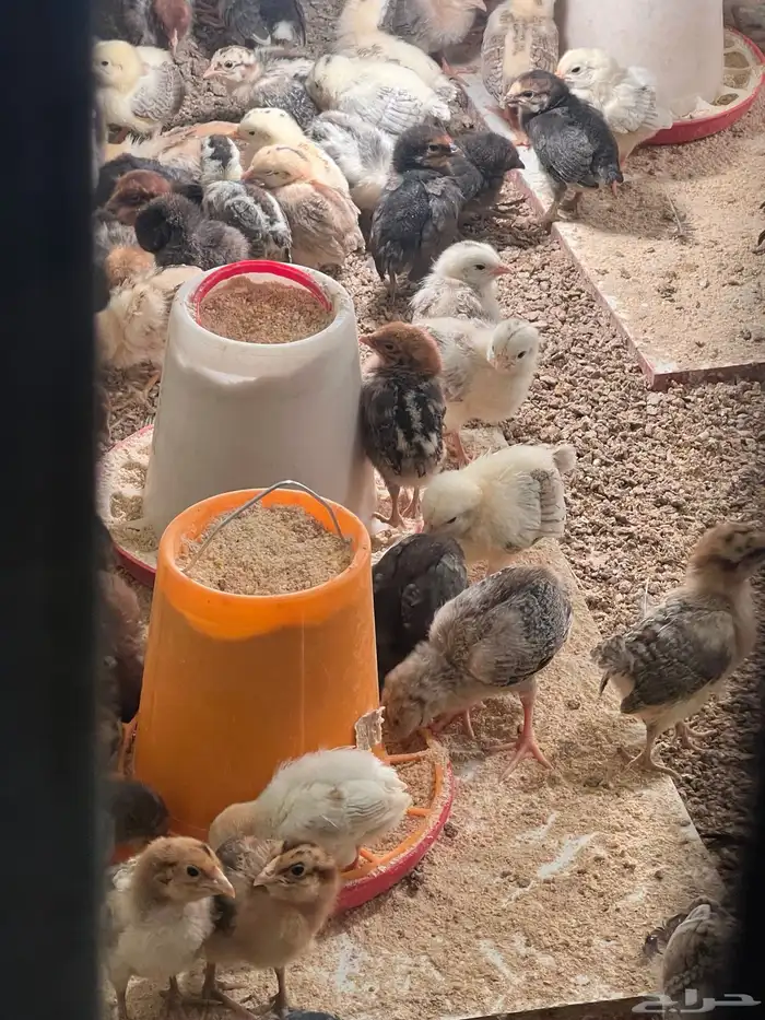 صوص صيصان فيومي مشكل مع بلدي 0