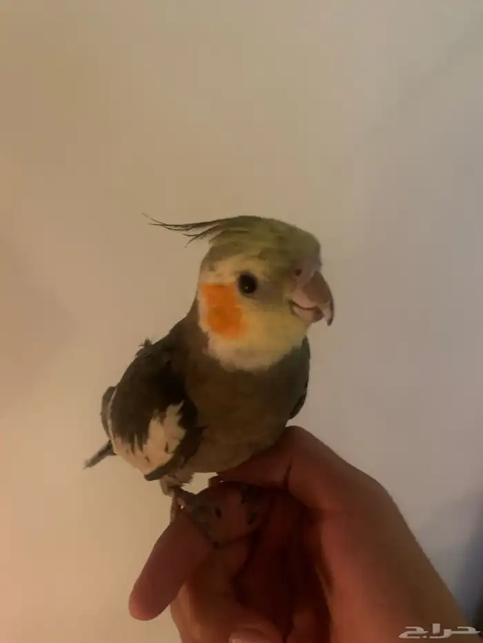 كروان اليف كوكاتيل للبيع 0