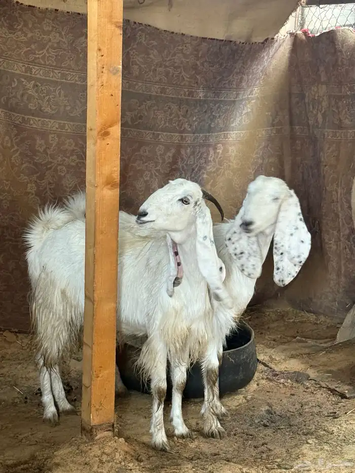 عنزين حلوات ثنية ورباع مضاريع 3