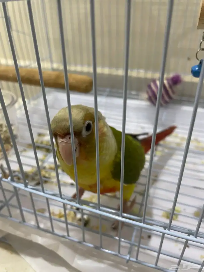 فرخ كنيور اناناس (تم البيع). 2