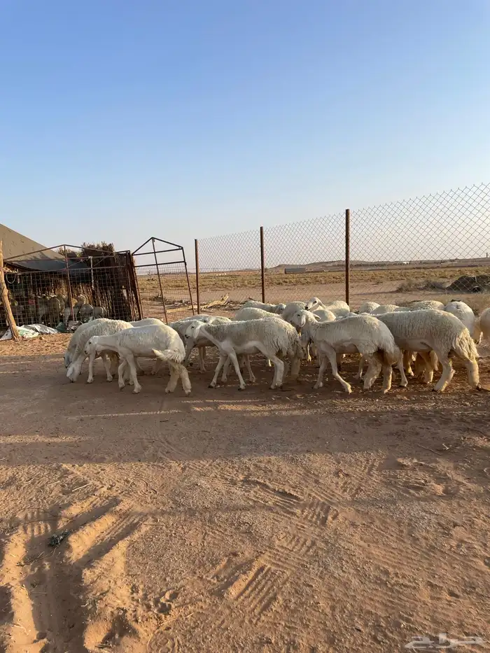 (رخال حريات مضاريع) 1