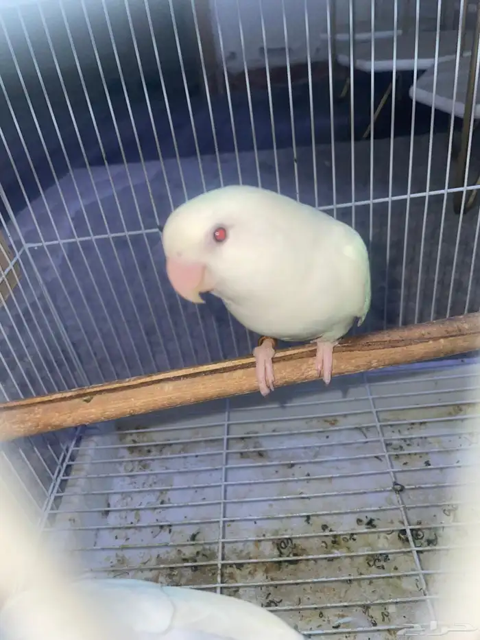 ببغاء البينو 0