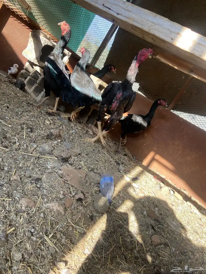 دجاج شامو اسود لاماع 16