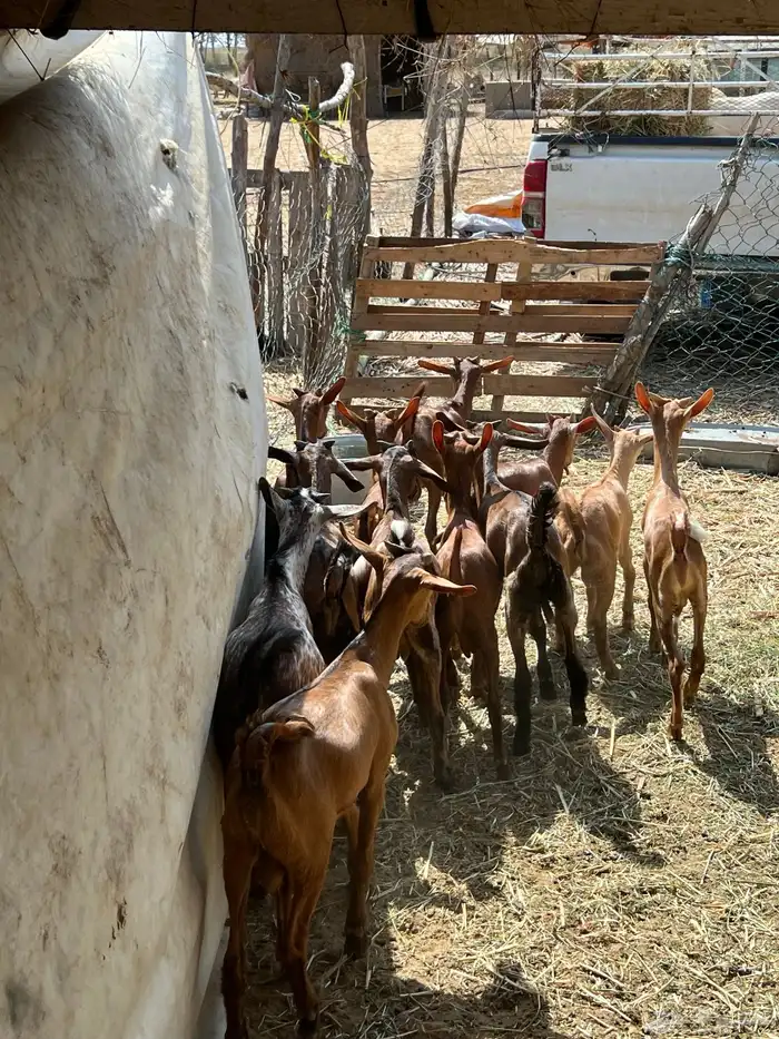 تيوس بلدي حمر فاخر 4