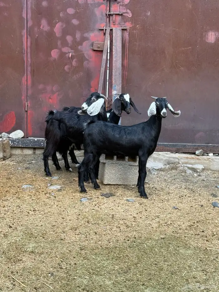 جفار من حلالي نظيفه 16