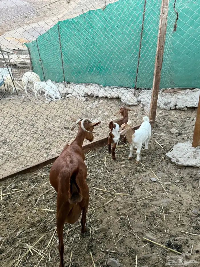 عرض وبيع معزا محايليه تحتها جفره وتيس 2