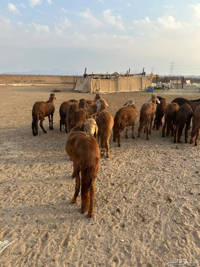 طليان سواكني حمري للمناسبات والعقيقة 3