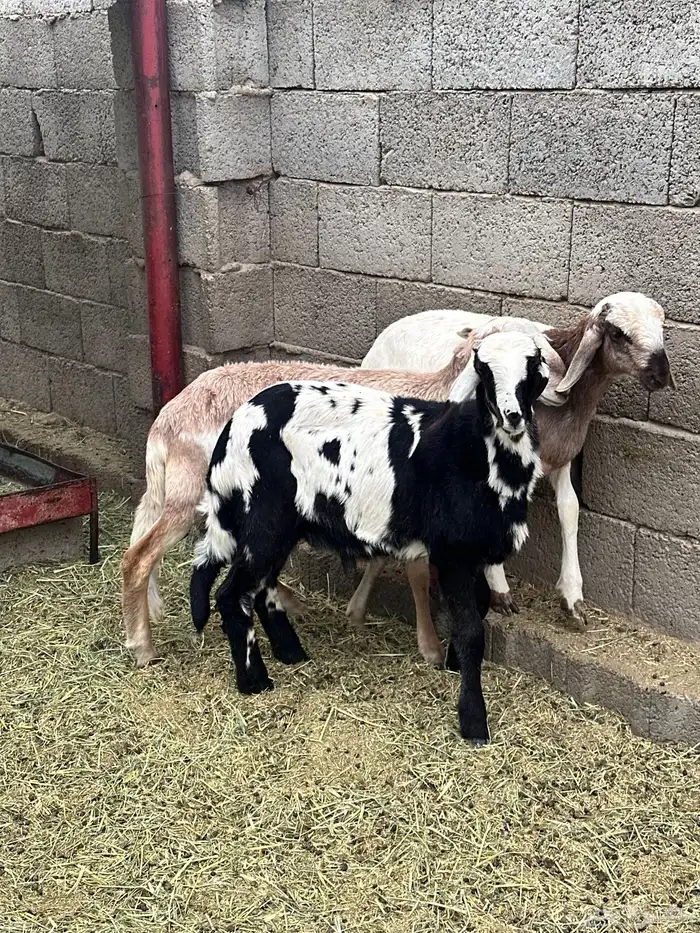 بهم هجين تيلاد 3