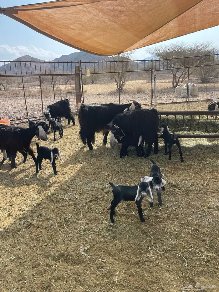 معزا ( تم البيع ) 16