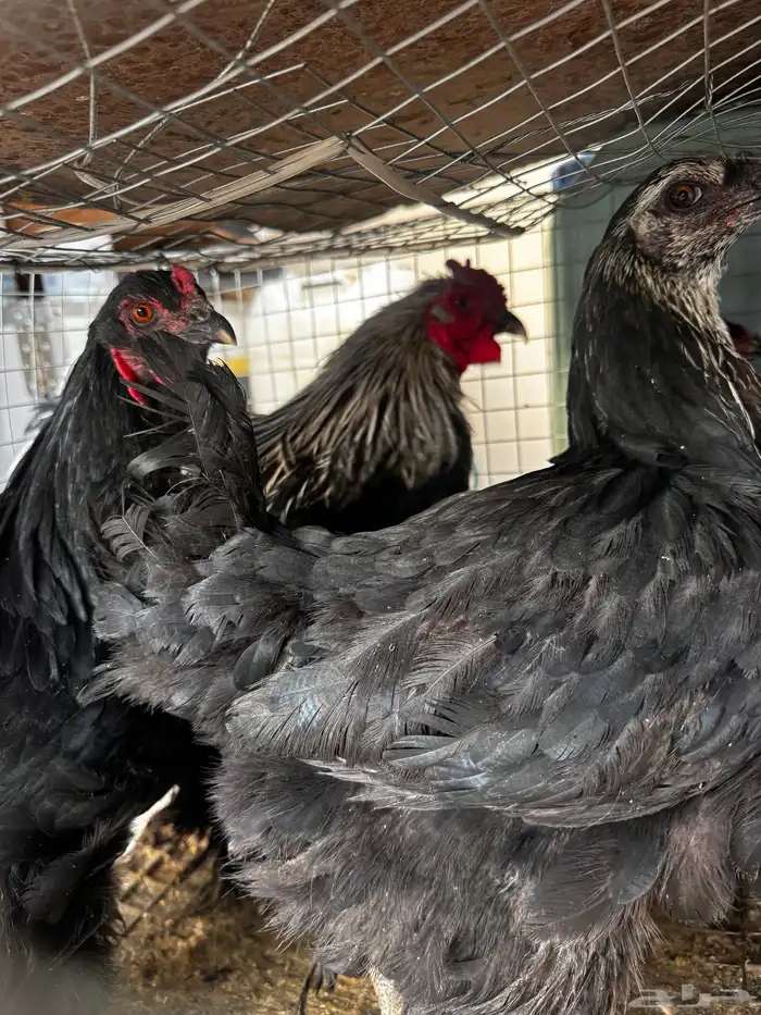 طقم دجاج براهما 0