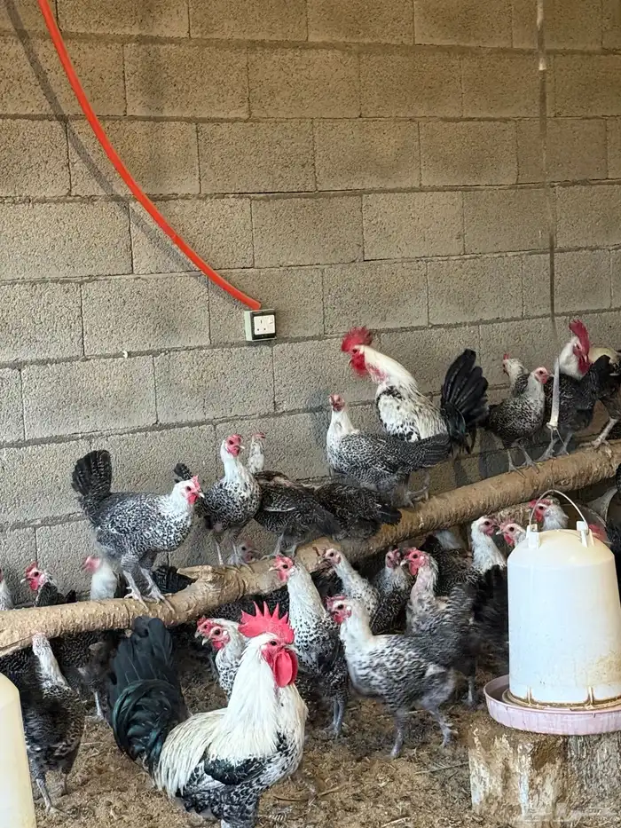 دجاج فيومي بياض 3