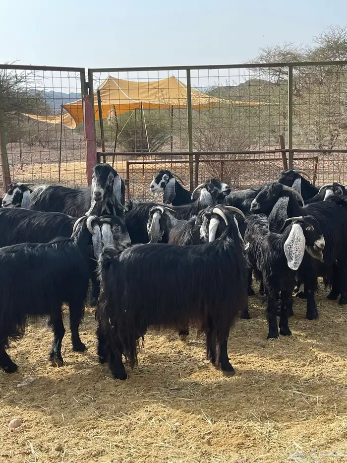 معزا ( تم البيع ) 15