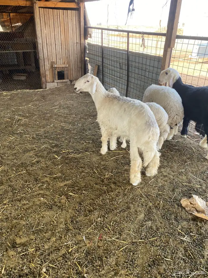 ثلاث خرفان ورخل 1