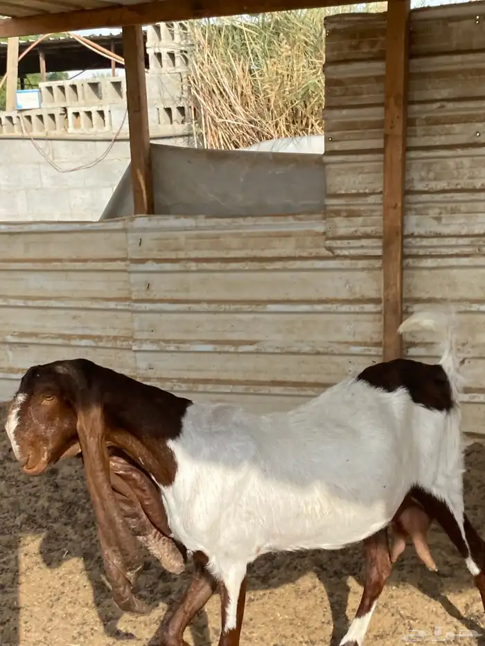 عنز الهولندية قريب ولادة على السوم 2