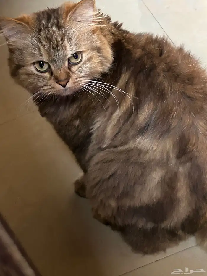 قطة ضائعة حي النعيم 3