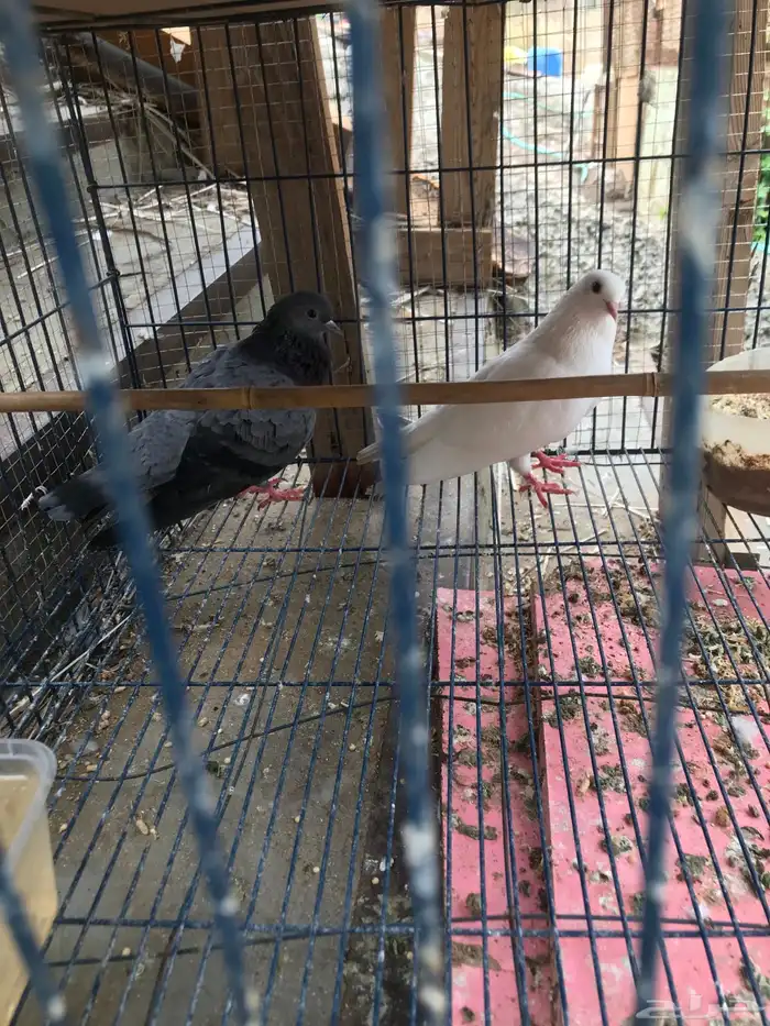 صنعاني اصيل شيبه صوت ناعم وحجم صغير 21