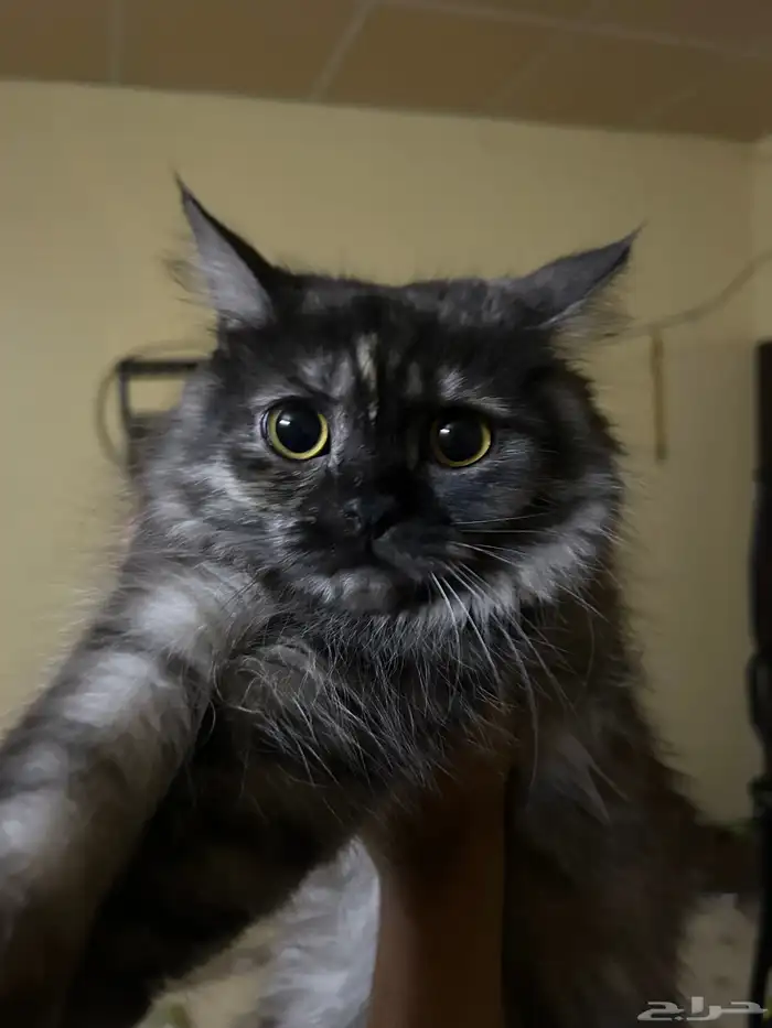 بسه شيرازيه تايقر انثي 2