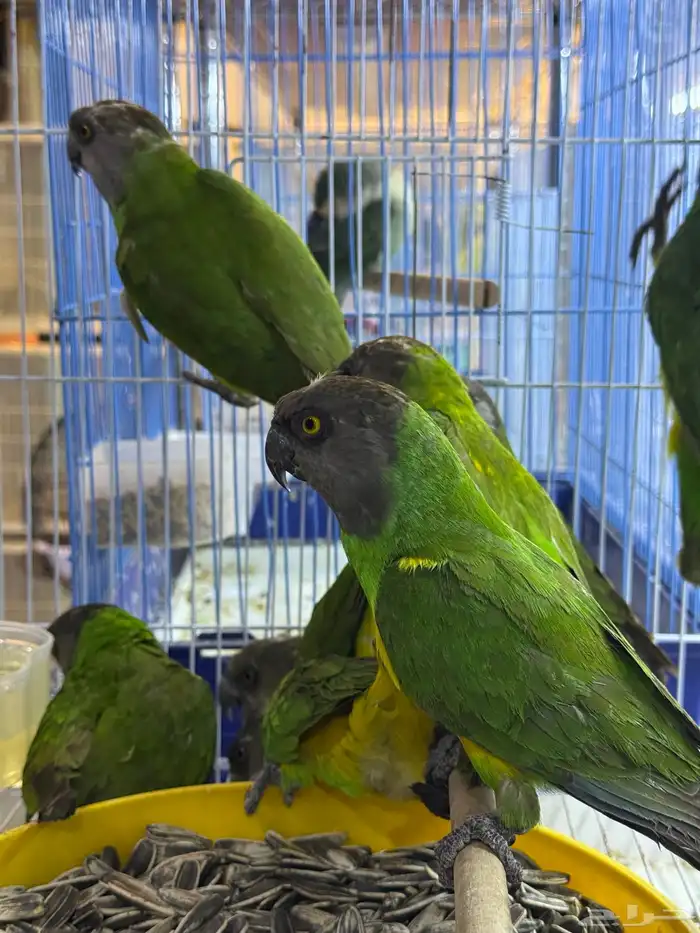 سنقالي - يويو 2