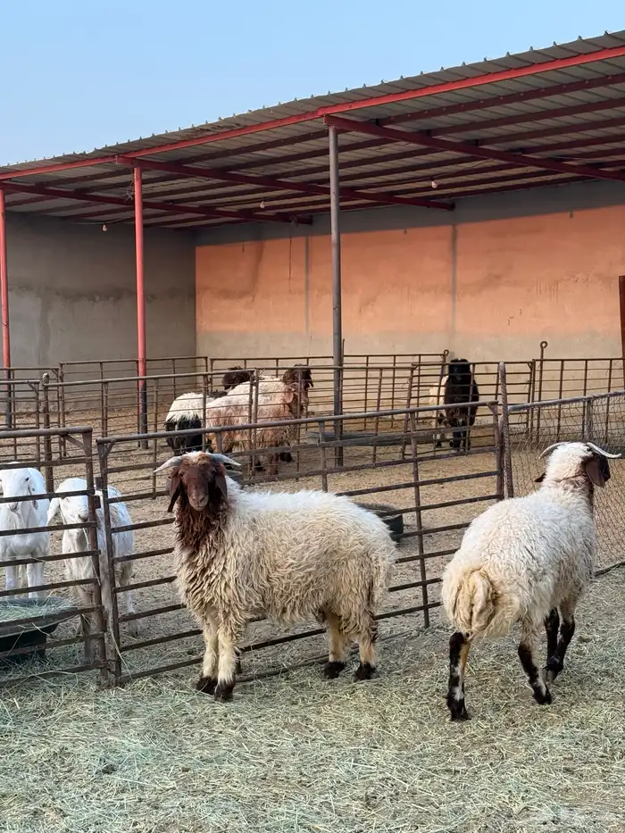 ذبايح القيصومه 2