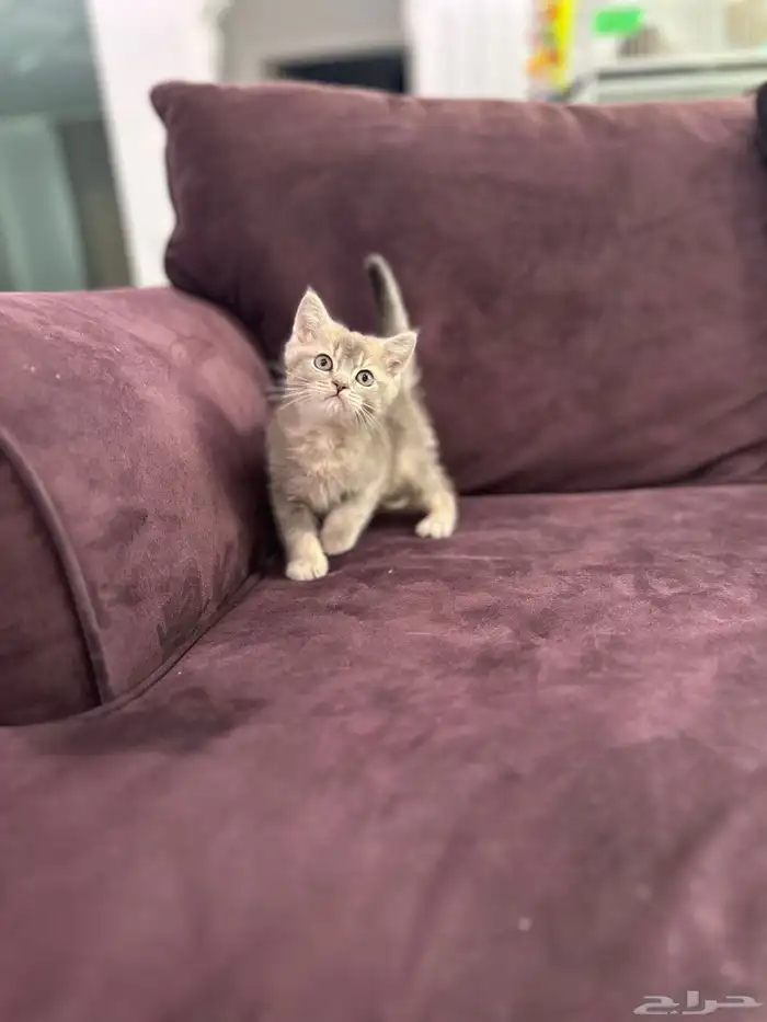 كيتن للبيع اناث وذكوره 4