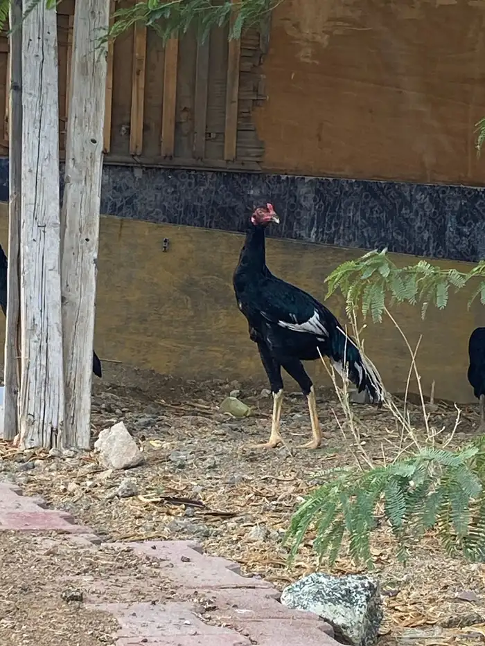 للبيع ديك باكستاني على السوم 3