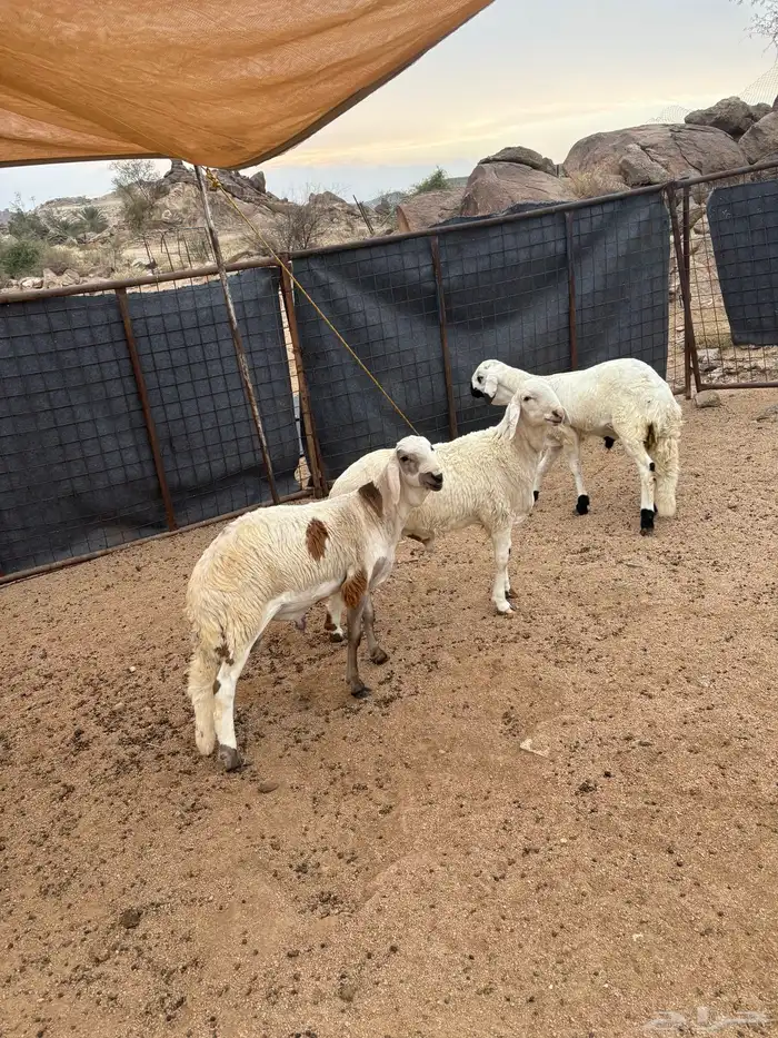 سواكن شبيه الحري تم البيع 2