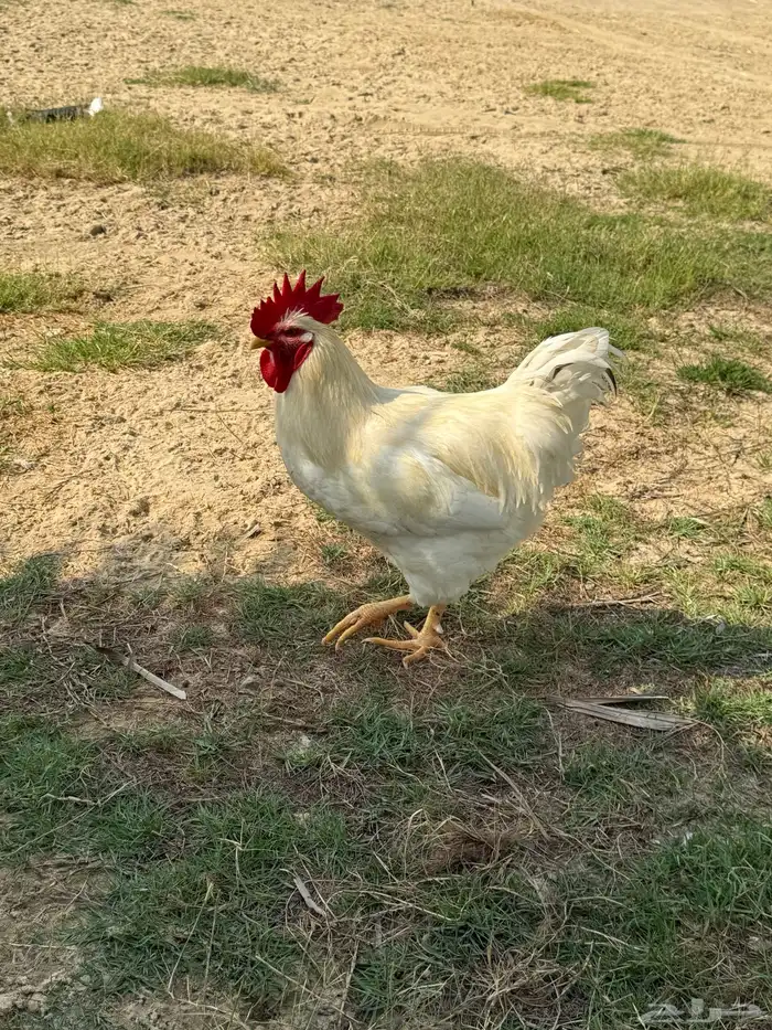 أطباق بيض تفقيس (تركي-كلومبي-فرنسي) 9