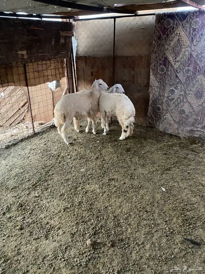 للبيع خرفان ذبايح 3