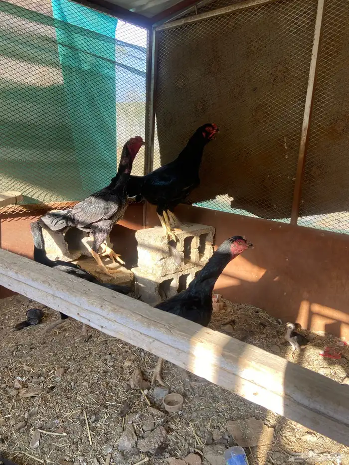 دجاج شامو اسود لاماع 14